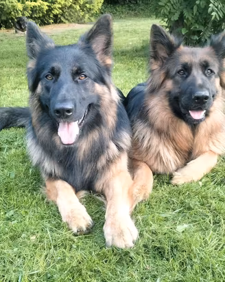 Cuccioli di pastore tedesco a pelo lungo
