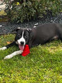 Cucciola Amstaff ?