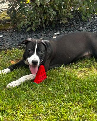 Cucciola Amstaff ?
