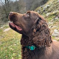 Cocker Spaniel inglese