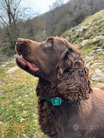 Cocker Spaniel inglese