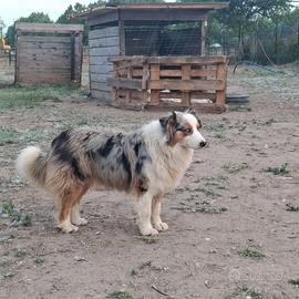 Pastore australiano