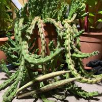 Talee di Orbea variegata