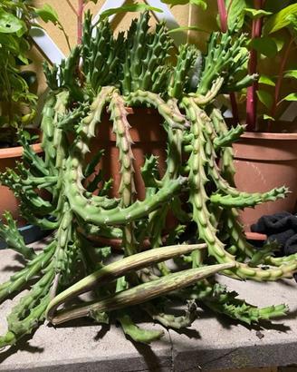 Talee di Orbea variegata