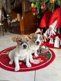 Cucciolo di jack Russell