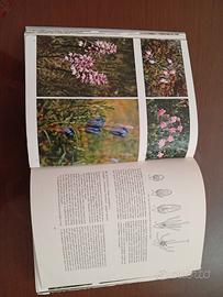 libri alberi e piante selvatiche 
