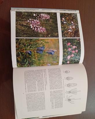 libri alberi e piante selvatiche 