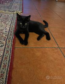 Gatto in animali