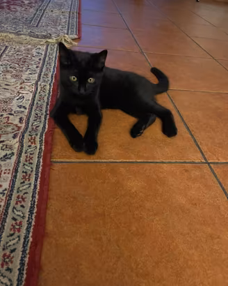 Gatto in animali