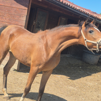 Cavalla P.S. araba puledra 12 mesi doc. ANICA