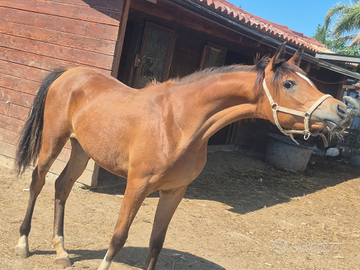 Cavalla P.S. araba puledra 12 mesi doc. ANICA