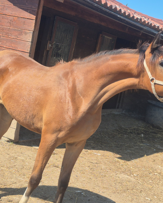 Cavalla P.S. araba puledra 12 mesi doc. ANICA