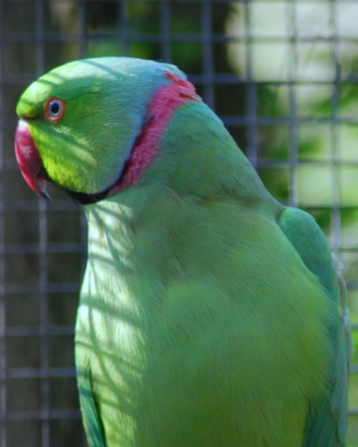 Coppie parrocchetto dal collare 2021