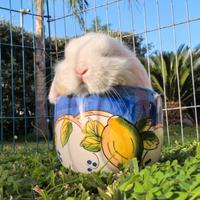 Coniglio Ariete Minilop