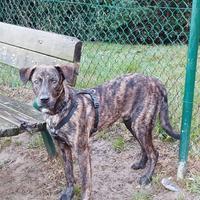 Cagnolino tenerissimo