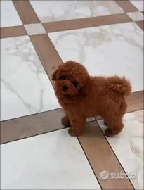 Barboncino mini toy