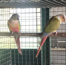 Coppia conuro guance verdi