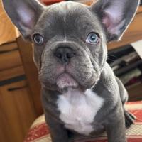 Bulldog francese