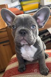 Bulldog francese