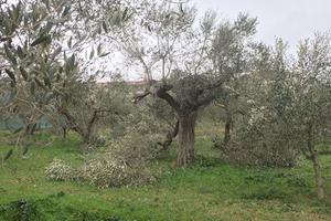 Terreno Residenziale Canosa di Puglia [1194VRG]