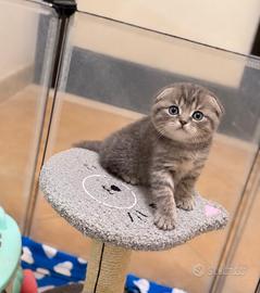Ultima meravigliosa gattina scottish fold