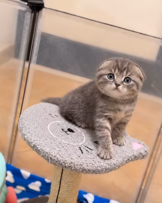 Ultima meravigliosa gattina scottish fold