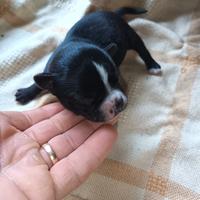 Chihuahua toy