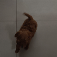 Barboncino toy piccolo