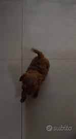 Barboncino toy piccolo