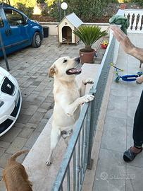 Labrador maschio per accoppiamento