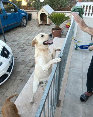 Labrador maschio per accoppiamento