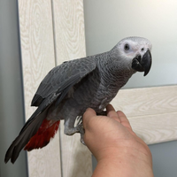 Cenerini pulli allevati a mano