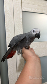 Cenerini pulli allevati a mano