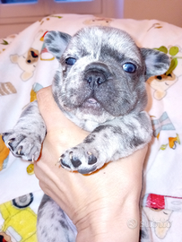 Bulldog francese esotico