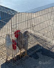 Gallo amrok e livornese