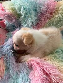 Chihuahua a pelo lungo ipertipico