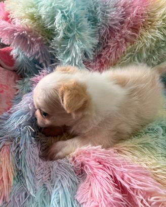 Chihuahua a pelo lungo ipertipico