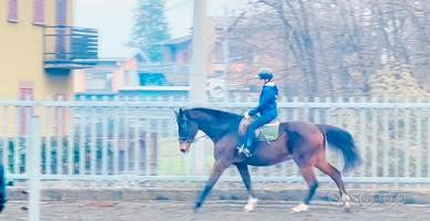 Cavalla sella italiana