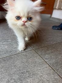 Cucciolo persiano