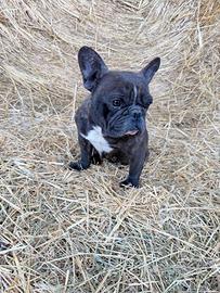 Bulldog francese