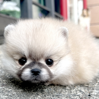 Cucciolo di spitz