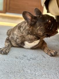 Monta bulldog francese
