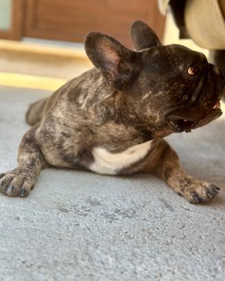 Monta bulldog francese