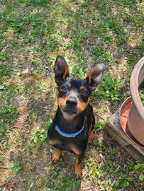 Pincher Tedesco per monta