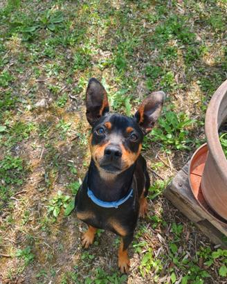 Pincher Tedesco per monta