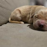 Golden retriver linea americana