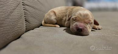 Golden retriver linea americana