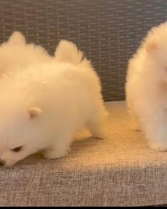 Cuccioli spitz volpino Pomerania