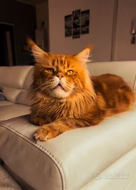 Maine Coon