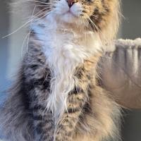 Maine coon